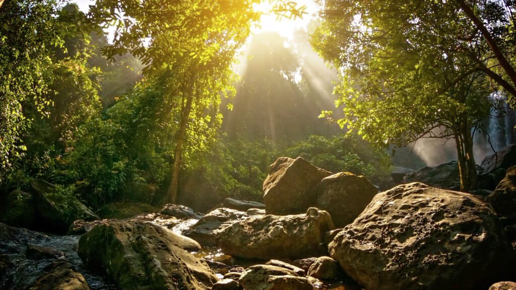 Sunlight through a peaceful forest