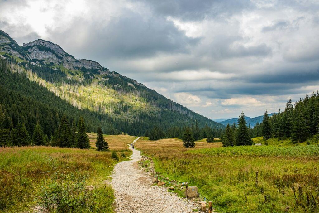 A dirt path through a mountain meadow