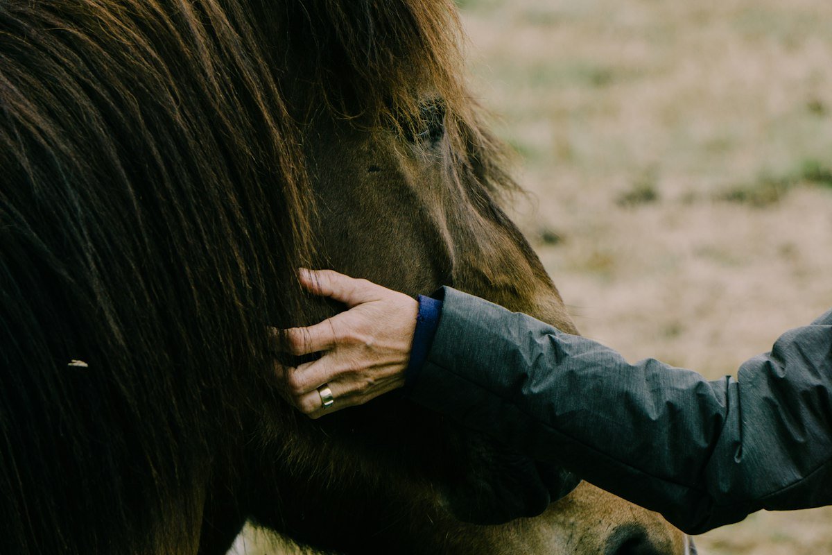 A hand resting gently on a horse, Animal Reiki